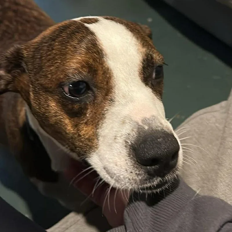 A young medium-sized female Brown / Chocolate Mixed Breed dog named Honey for adoption in DeKalb, IL