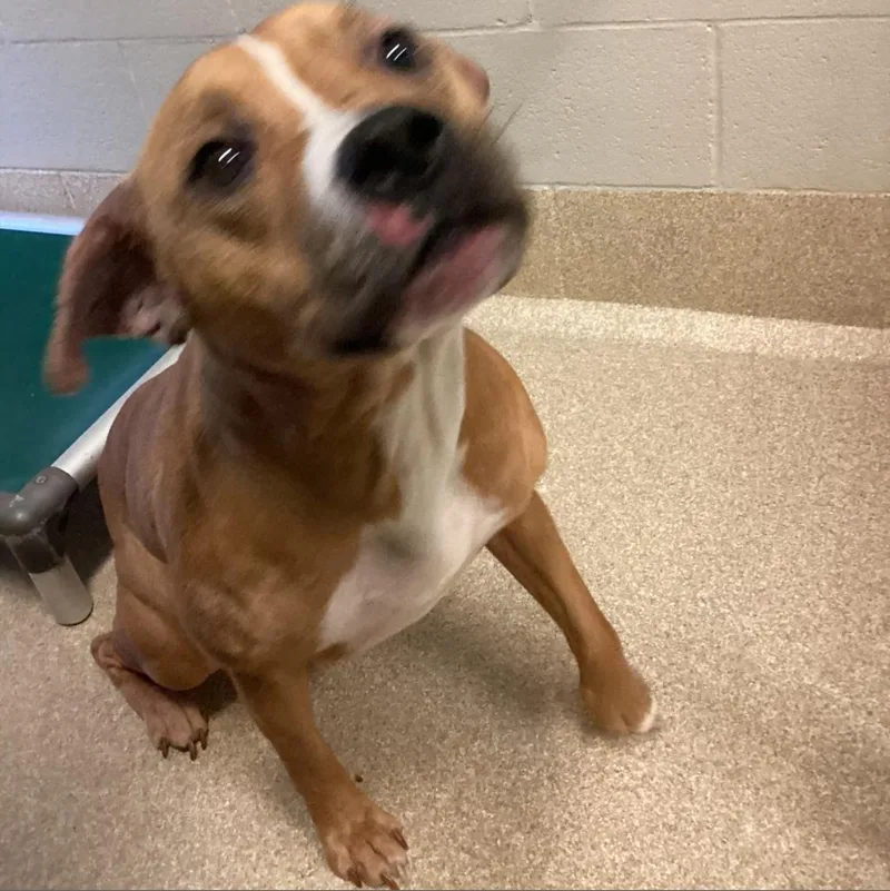 An adult medium-sized female Yellow / Tan / Blond / Fawn Pit Bull Terrier dog named Bailey for adoption in Bristol, IN