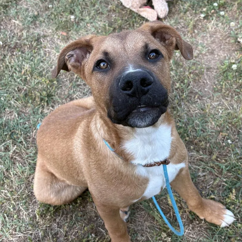 A young medium-sized male Brown / Chocolate Shepherd dog named Peanut for adoption in Farmersville, OH