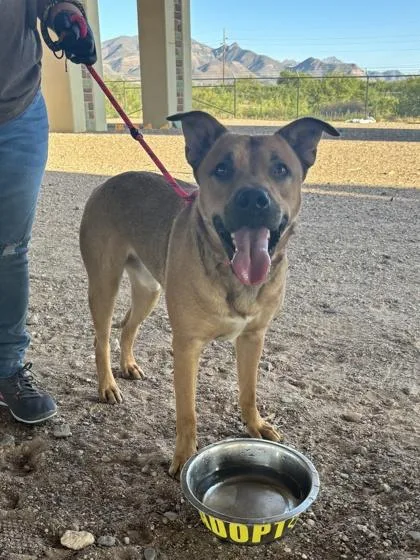 An adult large-sized male Mixed Breed dog named Tarrant for adoption in El Paso, TX