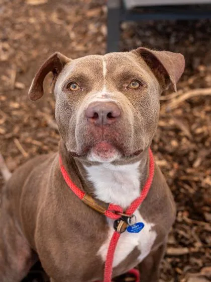 An adult large-sized male Mixed Breed dog named Rakim for adoption in Chamblee, GA