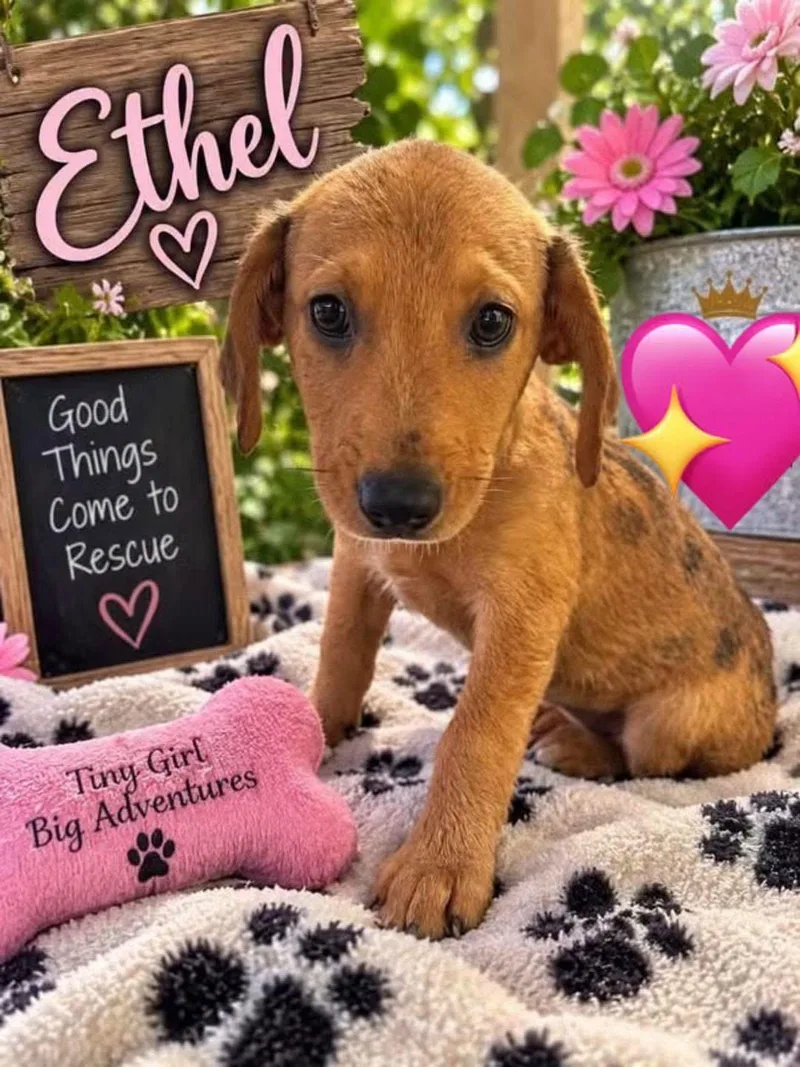 A baby large-sized female Catahoula Leopard Dog dog named Ethel for adoption in New London, WI