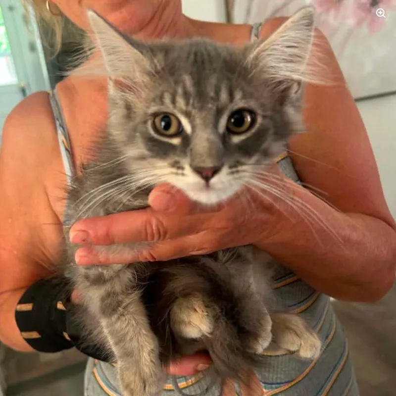 A baby small-sized male Gray / Blue / Silver Domestic Long Hair cat named Fuzwin for adoption in Woodbury, NJ