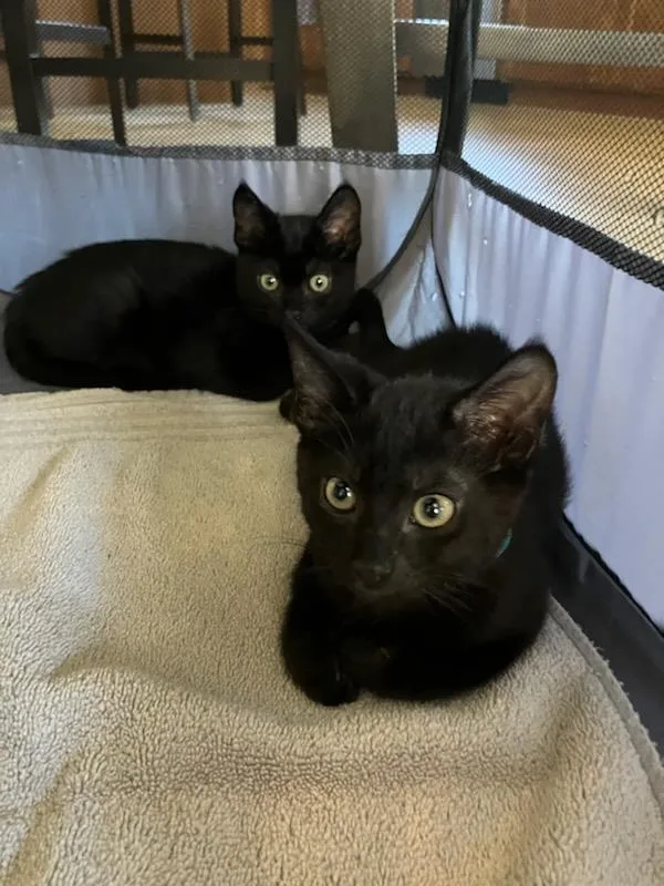 A baby medium-sized male Domestic Short Hair cat named Hogan for adoption in Lincoln, CA