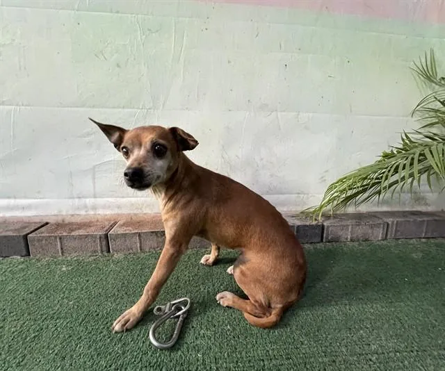 An adult medium-sized female Chihuahua dog named Amanda for adoption in Baldwin Park, CA