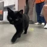 An adult small-sized female Black Domestic Short Hair cat named Buttons for adoption in Hilliard, OH