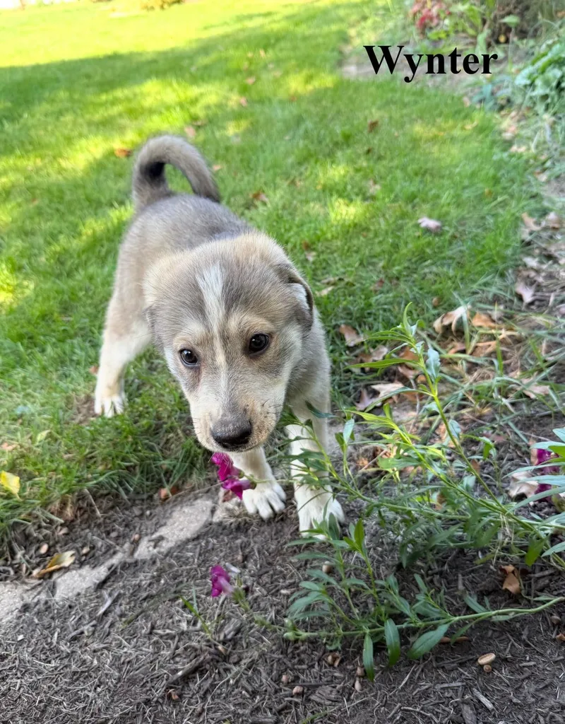 A baby large-sized female Shepherd dog named Wynter for adoption in Celina, OH