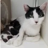 An adult large-sized female Domestic Short Hair cat named Jimmie for adoption in Washington, DC