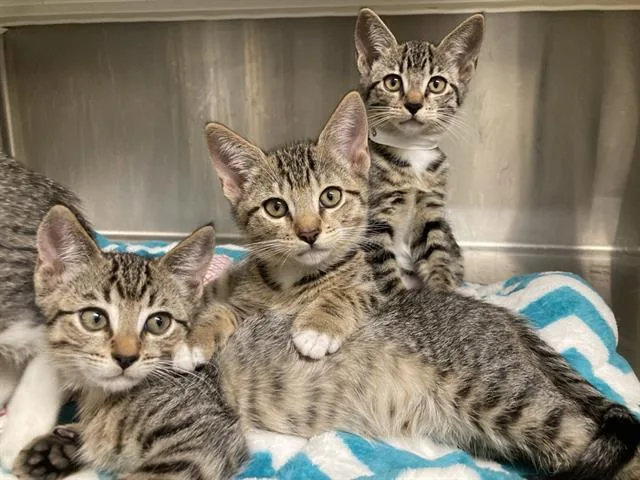 A baby small-sized male Domestic Short Hair cat named Jupiter for adoption in Tustin, CA