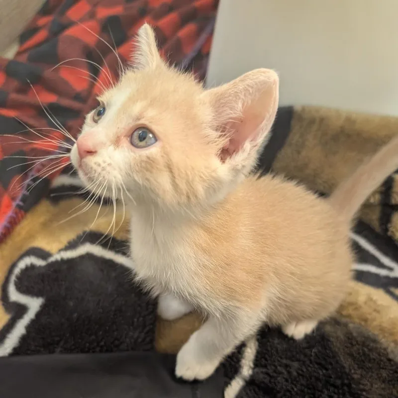 A baby small-sized female Orange / Red Domestic Short Hair cat named Minnie Mouse for adoption in Austin, TX