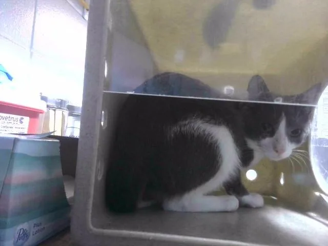 An adult large-sized male Domestic Short Hair cat named Smoke for adoption in Tallahassee, FL