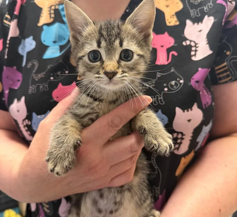 A baby small-sized male Domestic Short Hair cat named Mr. Fizz for adoption in Ewing, NJ