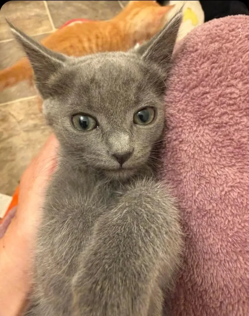 A baby small-sized female Domestic Short Hair cat named Anastasia for adoption in San Jacinto, CA