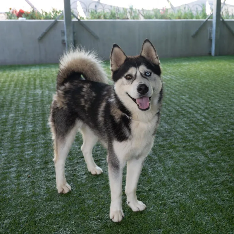 An adult large-sized male Black Siberian Husky dog named Gimli for adoption in Pasadena, CA