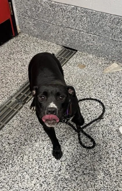 An adult large-sized female Mixed Breed dog named Amaya for adoption in West Chester, PA
