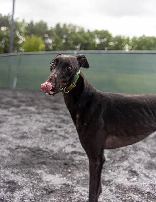 An adult large-sized male Black Greyhound dog named Mark for adoption in Augusta, ME
