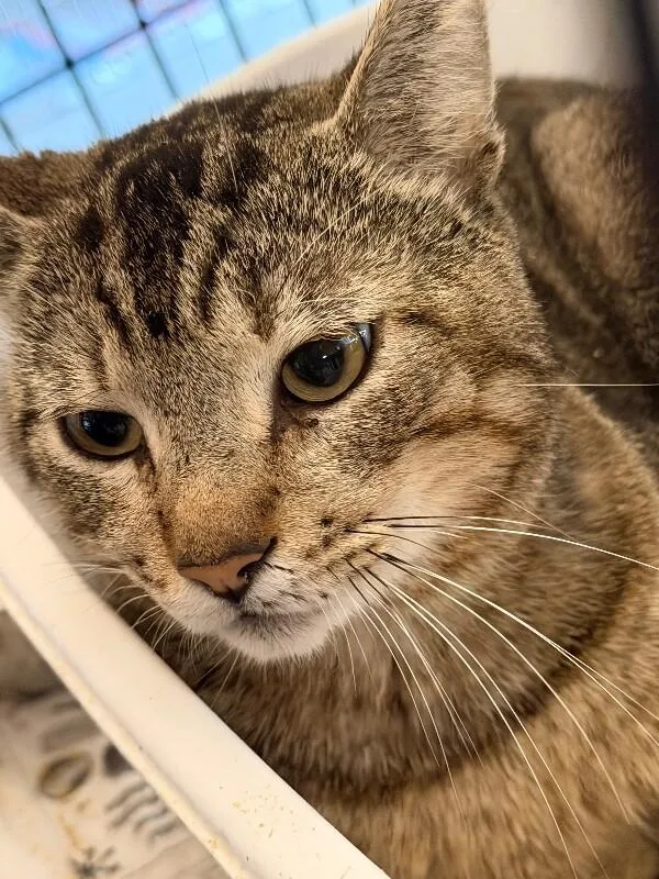 An adult medium-sized male Domestic Short Hair cat named Hardy J for adoption in Zimmerman, MN