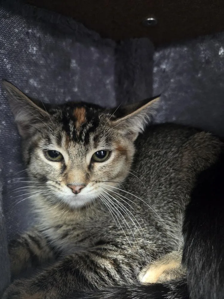 A baby small-sized female Gray / Blue / Silver Domestic Short Hair cat named Tina for adoption in Salmon, ID