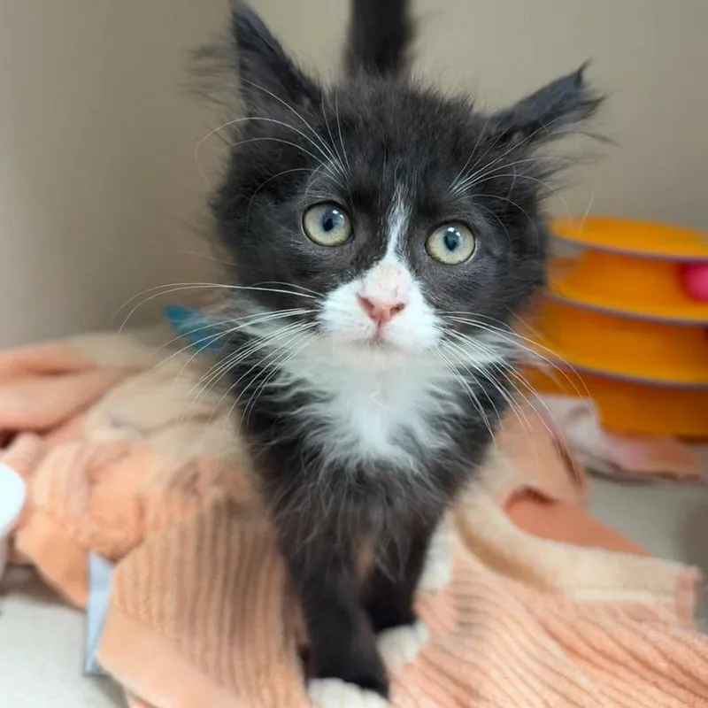 A baby small-sized male Black Domestic Short Hair cat named Zig Zag for adoption in Bradenton, FL