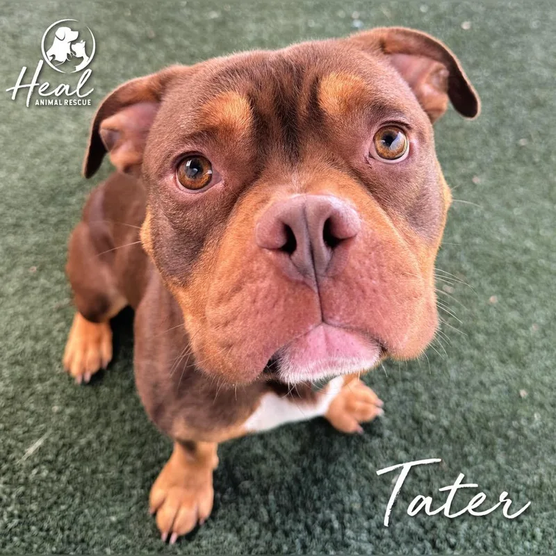 Tater thumbnail 3