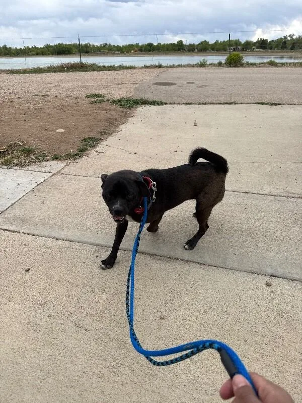 An adult medium-sized male Black Pug dog named Gomez for adoption in Fort Collins, CO