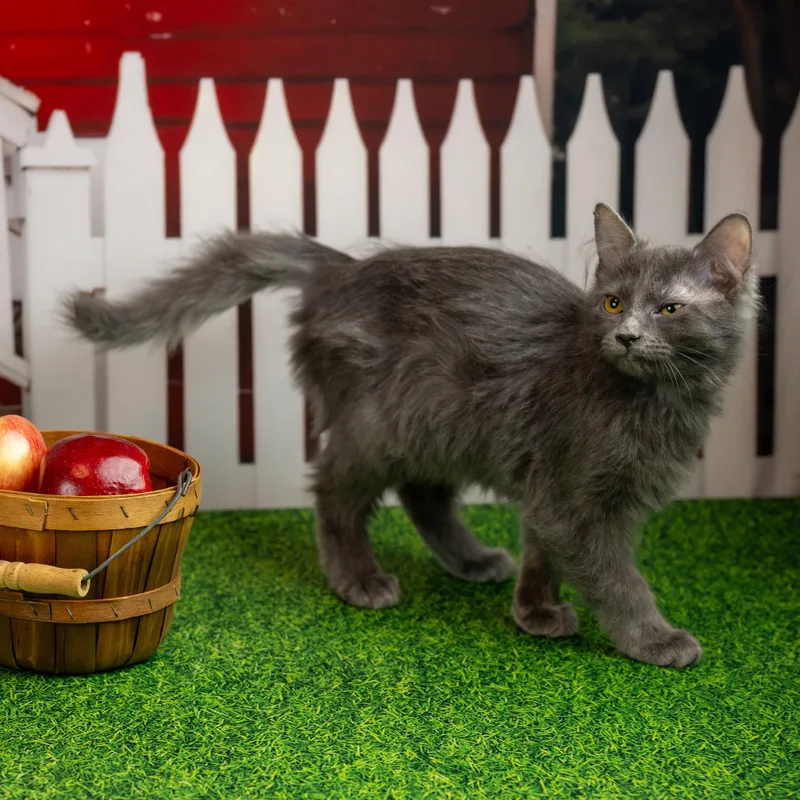 A baby small-sized female Domestic Medium Hair cat named Jezzie for adoption in Lapeer, MI