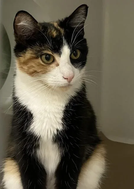 A young medium-sized female Domestic Short Hair cat named Petra for adoption in Boston, MA