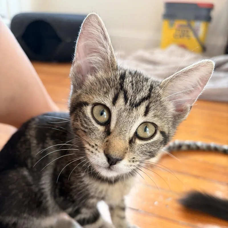 A baby small-sized female Brown / Chocolate Domestic Short Hair cat named Billie for adoption in New York, NY