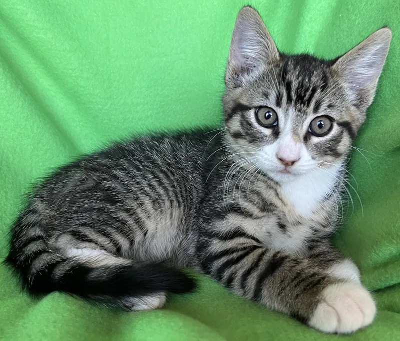 Zorro