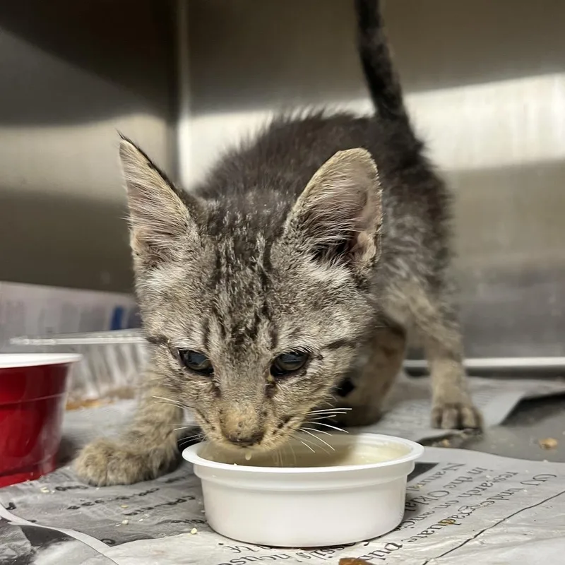 A baby small-sized male Buff / Tan / Fawn Domestic Short Hair cat named Quiche for adoption in Pauls Valley, OK