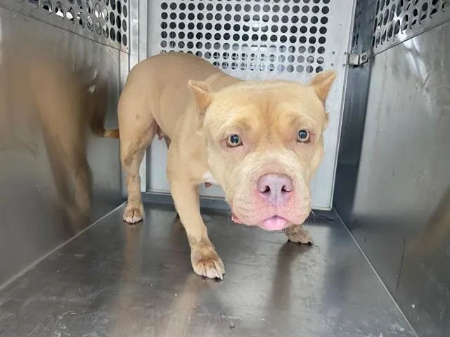 An adult medium-sized female Pit Bull Terrier dog named May for adoption in Garland, TX