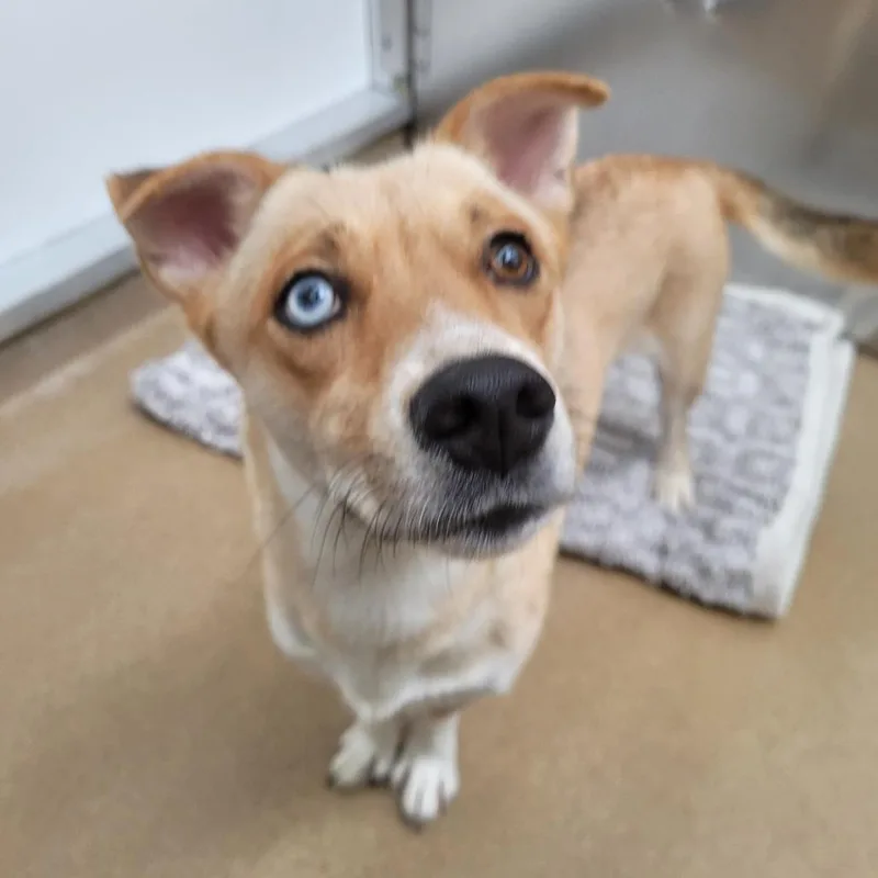 An adult medium-sized female Yellow / Tan / Blond / Fawn Mixed Breed dog named Cinnabon for adoption in Corpus Christi, TX