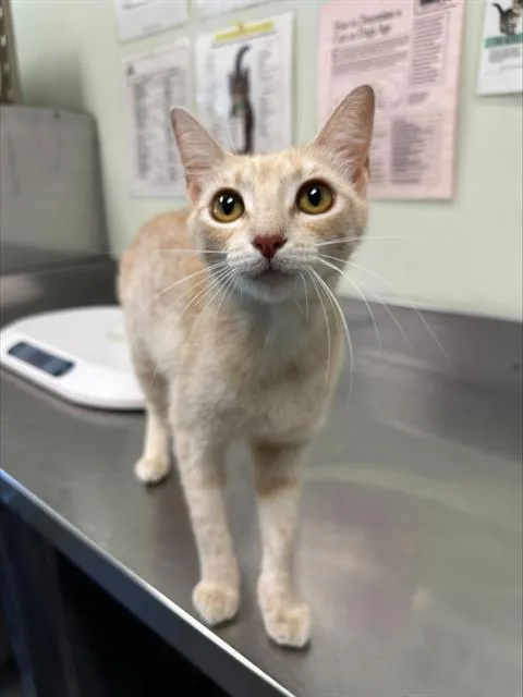 A young small-sized female Domestic Short Hair cat named Florentine for adoption in Santa Cruz, CA