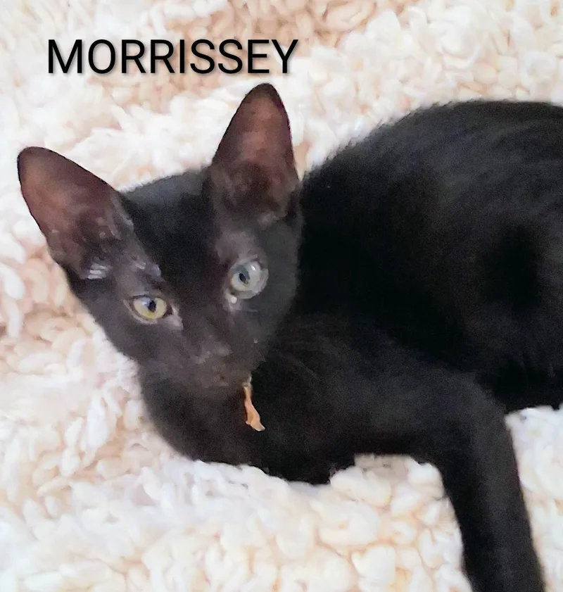 A baby medium-sized male Black Domestic Short Hair cat named Morrissey for adoption in Hawthorne, CA