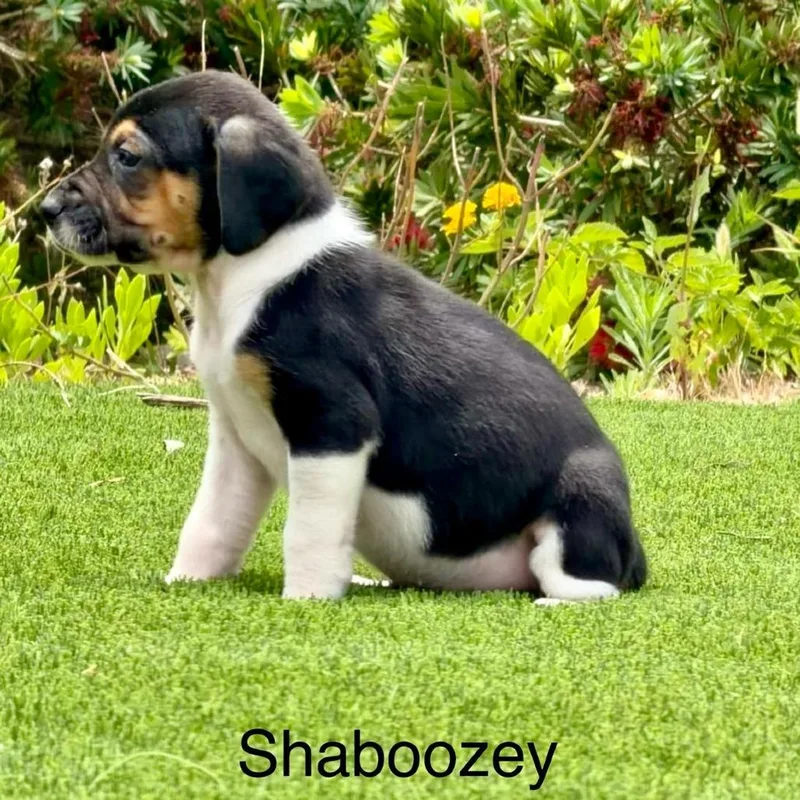 Shaboozy thumbnail 4