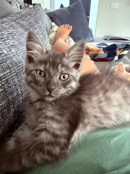 A baby small-sized female Domestic Short Hair cat named Meg for adoption in Bonsall, CA