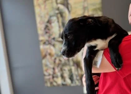 A baby small-sized male Mixed Breed dog named Aragorn for adoption in West Chester, PA