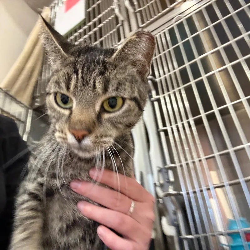 An adult medium-sized female Brown / Chocolate Domestic Short Hair cat named Wendy for adoption in Spokane, WA