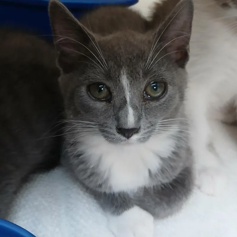 A baby small-sized female Gray / Blue / Silver Domestic Short Hair cat named Inara for adoption in Blue Ridge, GA