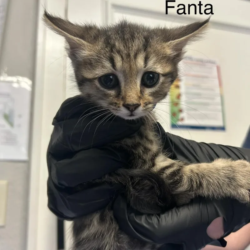 Fanta