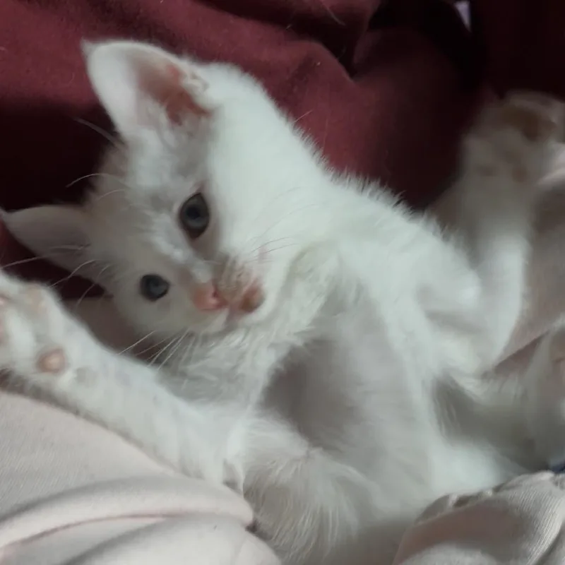 A baby small-sized male White Domestic Short Hair cat named Micifuz for adoption in Tustin, CA