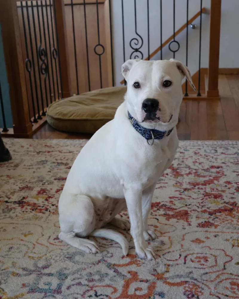 A young large-sized male White / Cream Terrier dog named Frost for adoption in Sioux Falls, SD