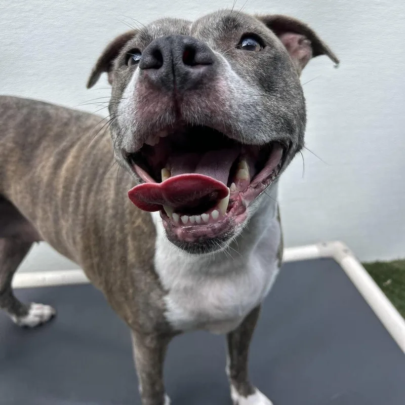 An adult large-sized female Pit Bull Terrier dog named Nala for adoption in Hillsborough , NC