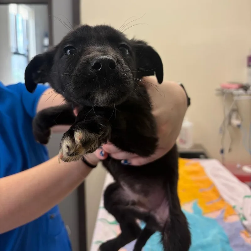 A baby small-sized male Black Mixed Breed dog named Art for adoption in Red House, WV