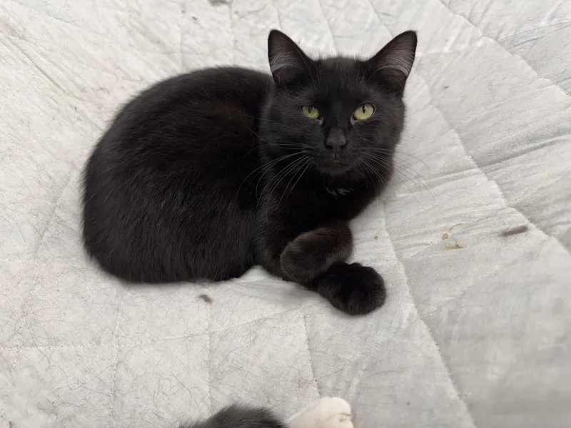 A baby small-sized male Black Domestic Short Hair cat named Hakeem for adoption in West Mifflin, PA
