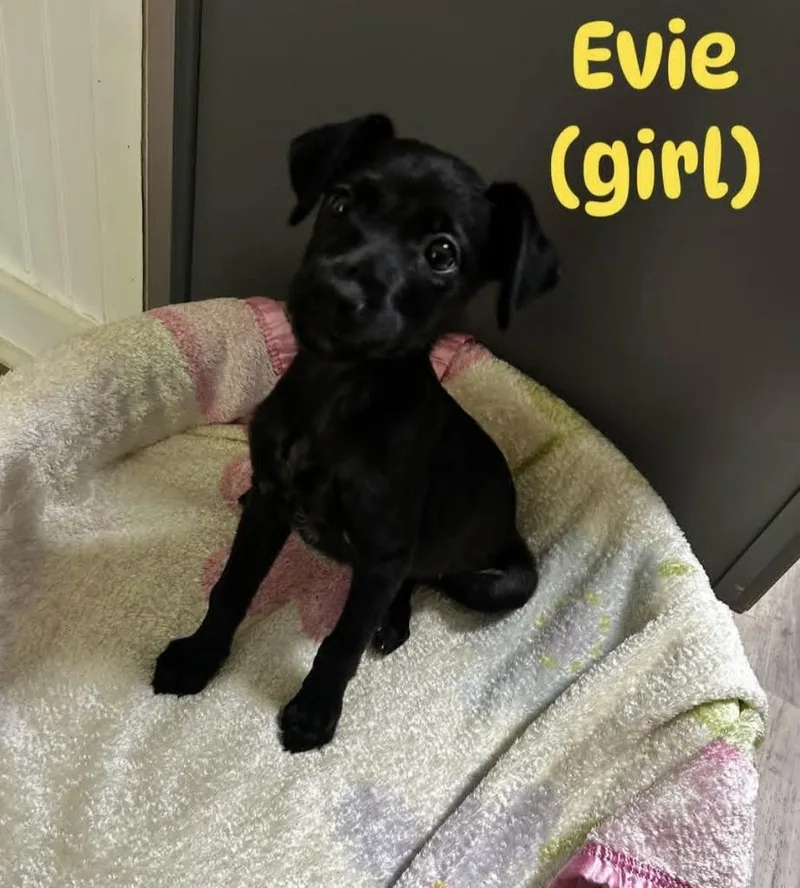 A baby medium-sized female Mixed Breed dog named Evie for adoption in Bossier City, LA