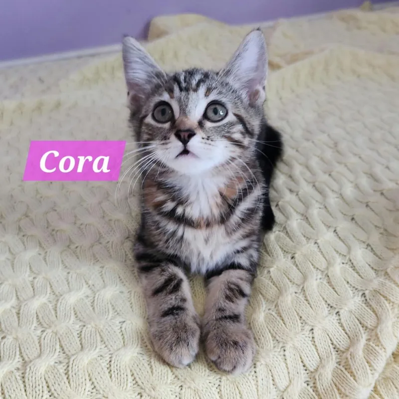 Cora