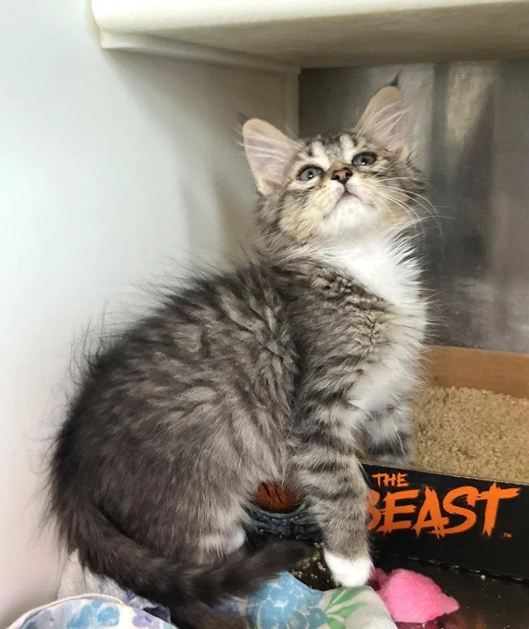 A baby medium-sized female Domestic Medium Hair cat named Amber for adoption in Carrollton, GA