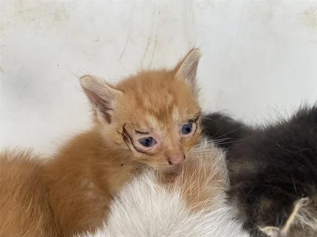 A baby small-sized male Domestic Short Hair cat named Sushi for adoption in Garland, TX