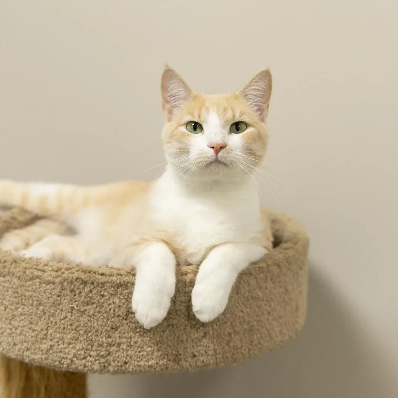 A young medium-sized male Domestic Short Hair cat named Sweet Thang for adoption in Gainesville, FL
